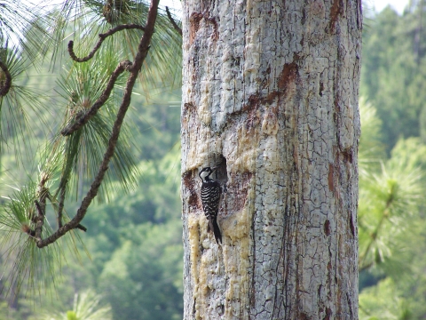 A woodpecker perches near cavity on trunk of mature pine tree.