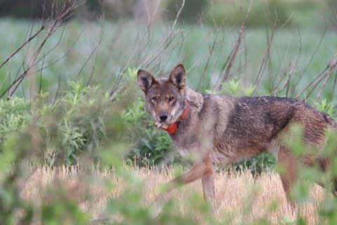 Red wolf in a field in eastern North Carolina