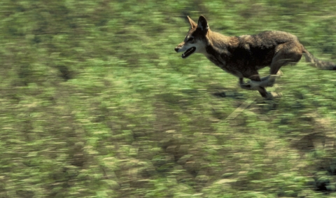 A red wolf in a full run on a grassy field.