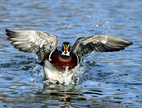 Wood Duck in flight over water