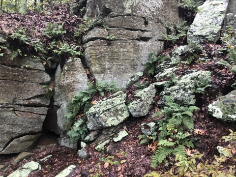 A craggy scene of bedrock and ferns