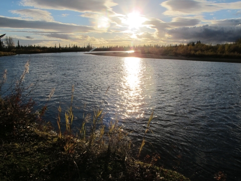 sunlight reflecting off a river with plants silhouetted in the foreground