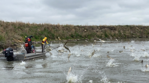 Silver Carp Jumping