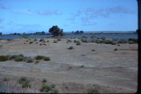 Stamm Unit of the Antioch Dunes National Wildlife Refuge