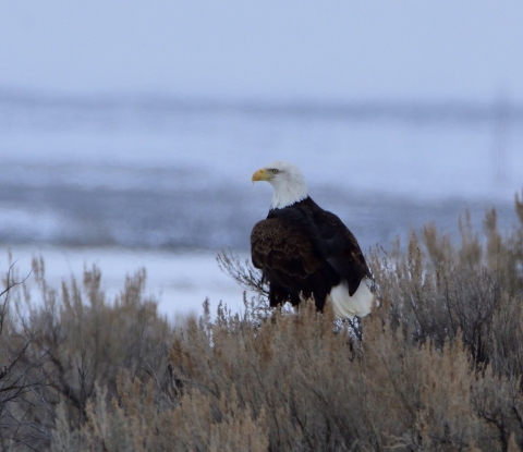 A Bald Eagle at Camas National Wildlife in Winter