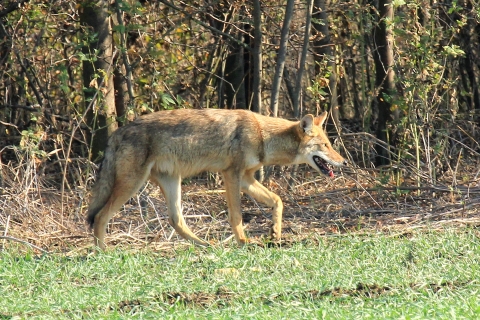 Coyote