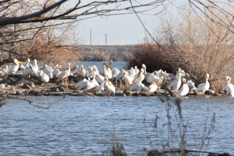 Dozens of American White pelicans sitting on nesting islands in the middle of a lake.