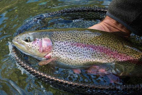 Rainbow Trout in net