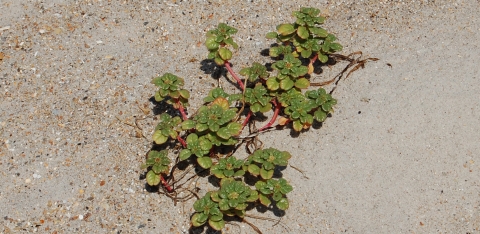 A green plant low the grown with a red vine is surrounded by sand.