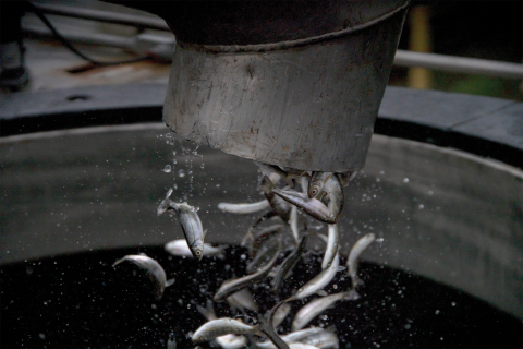 Juvenile fish fall out of a pipe into a large circular opening in a tank. 