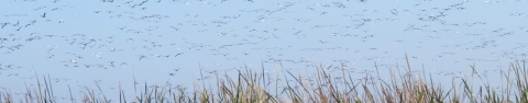 Many birds in flight over marsh