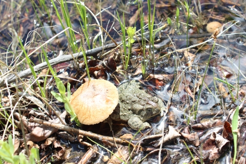 An endangered Wyoming toad hangs out under a toadstool.