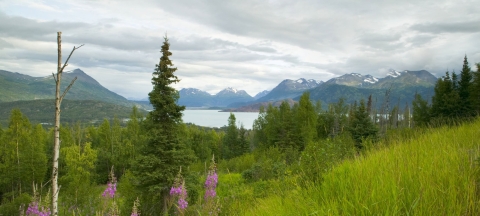 Wildflowers in scenic landscape