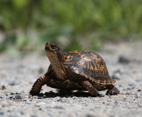 A small, hand sized, box turtle extending its neck to catch some rays of sunshine. 