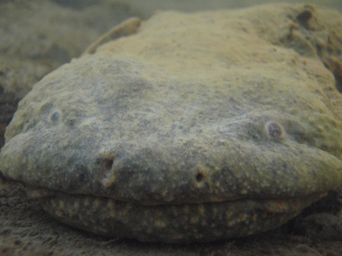 Appearing dark and greenish underwater, a large Eastern hellbender faces the camera, its nostrils prominent in the center of its flat head and its gray eyes to either side.