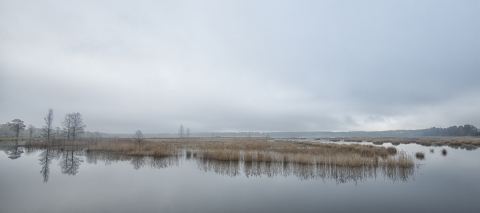 A reedy marsh reflects with a cloudy sky in perfectly still water