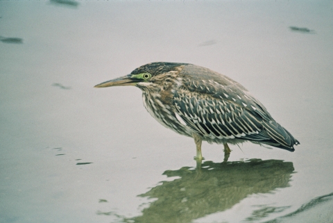 Green-backed heron