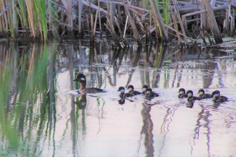 A female bufflehead leads her newly hatched brood of nine ducklings swimming from right to left