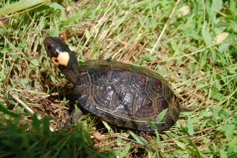 Young bog turtle, noted by yellow patch on neck, basks in the sun