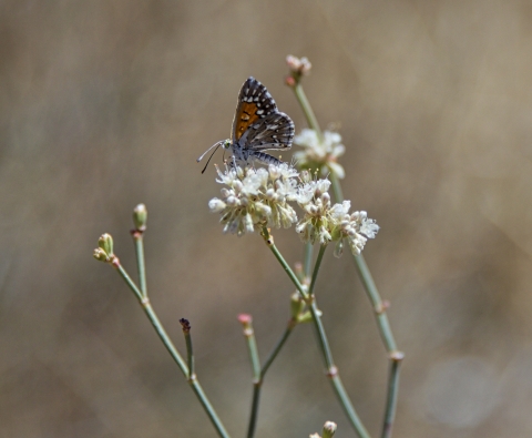 Butterfly resting on flower.