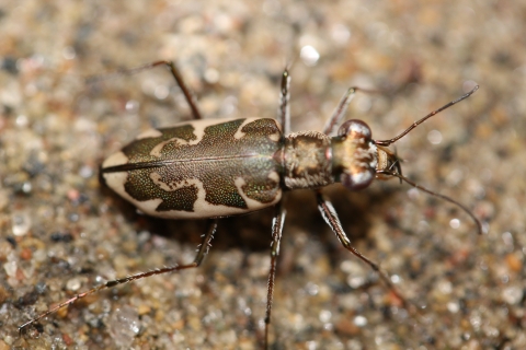 A brown and white Puritan tiger beetle rests on the sand