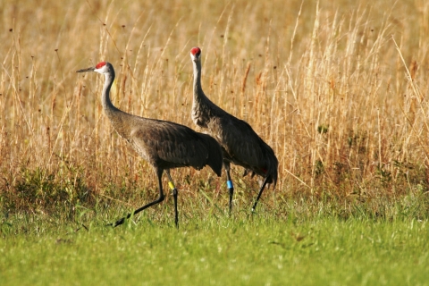 Two Mississippi sandhill cranes walk through a wet pine savanna