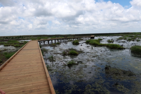 A brown wooden boardwalk runs through a wetland.