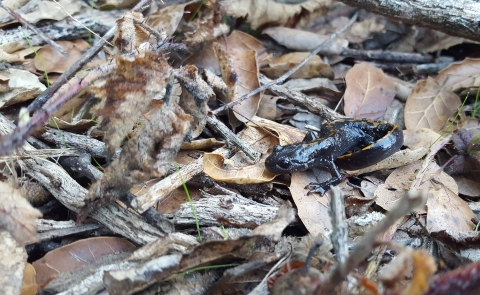 Santa Cruz long-toed salamander