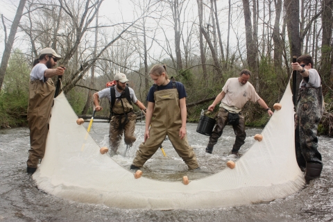 A team of biologists stretch a seine across a river.