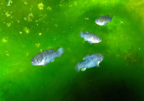 Small fish in mossy water