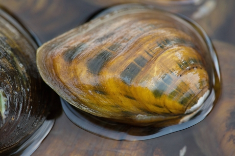 A clubshell mussel in the water