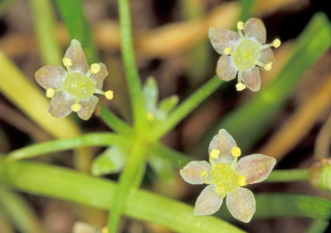 Multi-head 5-petal, white-maroon-tinted flowers in bloom with green stems