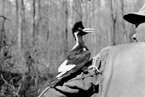 A black and white photo: from right to left, a back view of a man’s upper torso as an ivory-billed woodpecker climbs up the man’s left upper-arm while staring into the man’s face.