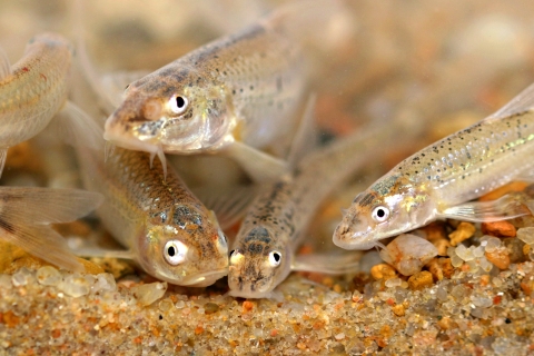 small light tan colored fish rest on a sandy bottom