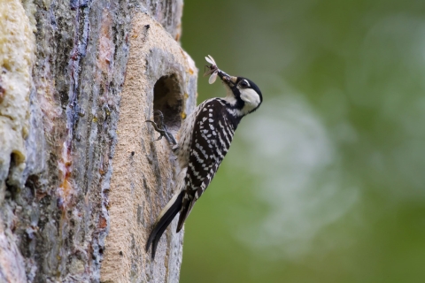 A woodpecker perched on a tree with a bug in its mouth.