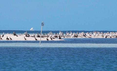 Birds at rest on Wilma Key