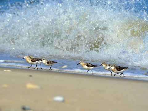 Sanderlings run up the beach away from surf.