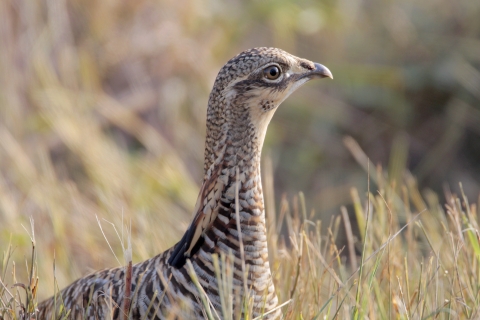 Male prairie chicken pokes head up above tall grass