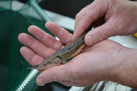 Fish resting in hand.