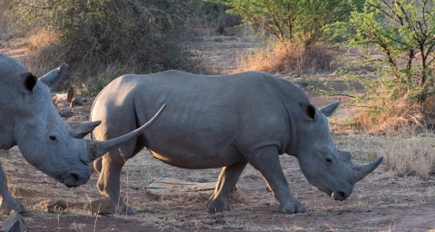 Sideview of two white rhinos in natural habitat