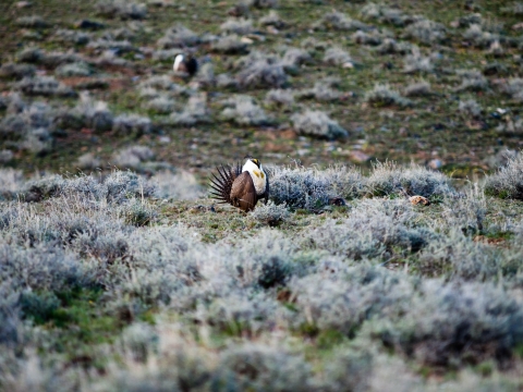 Greater Sage-Grouse