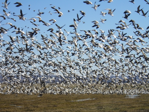 Snow Goose (Anser caerulescens)