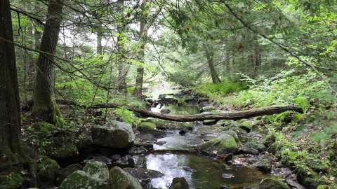 a stream flows around moss covered rocks through an evergreen forest.