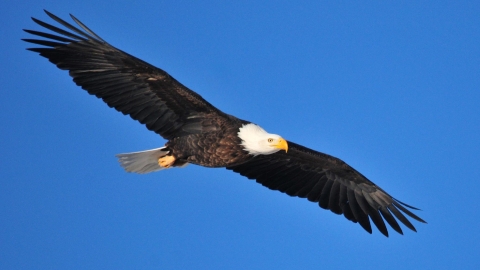 An adult bald eagle soaring through the sky