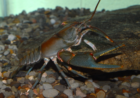 blue and red hued crayfish in an underwater tank