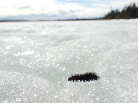 caterpillar fuzzy and black walking across snow