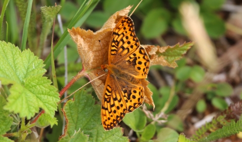 An orange and black butterfly