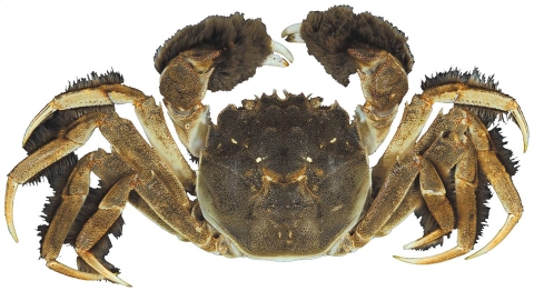 Mitten crab with with backdrop.