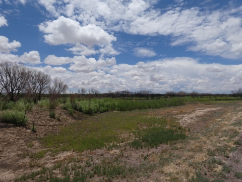 Green vegetation covers the ground between burned trees under a cloudy blue sky. 