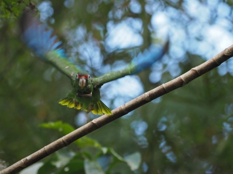 Front view of a green, blue, and red Puerto Rican parrot in flight.